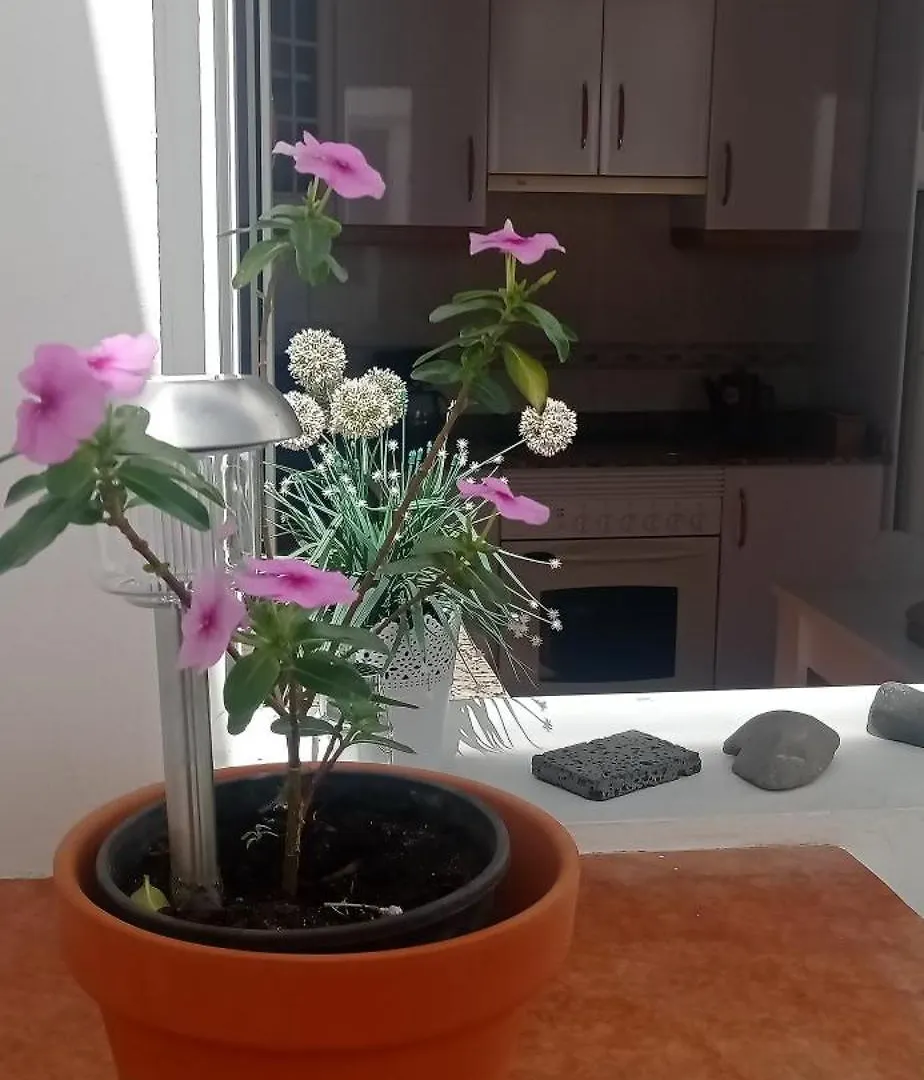 Gaviota Relax Apartment Tarajalejo Spain